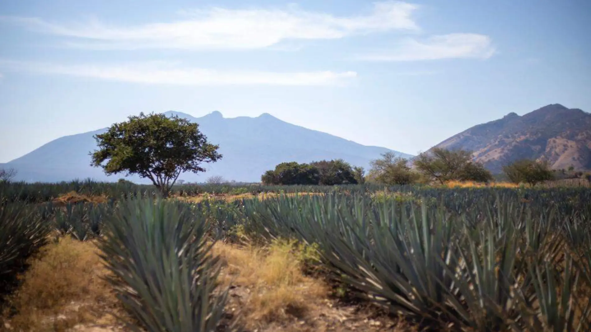 Tequila Jalisco